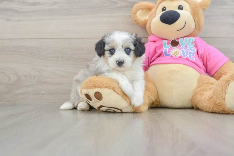 Meet Athena - our Aussiechon Puppy Photo 1/3 - Seaside Pups