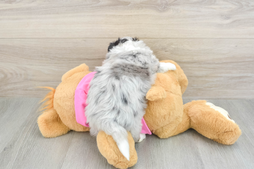 Aussiechon Pup Being Cute