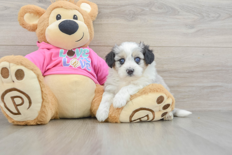 Meet Athena - our Aussiechon Puppy Photo 3/3 - Seaside Pups