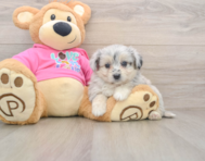 5 week old Aussiechon Puppy For Sale - Seaside Pups