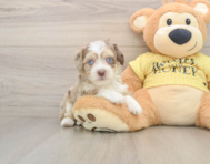 9 week old Aussiechon Puppy For Sale - Seaside Pups