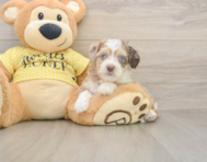 10 week old Aussiechon Puppy For Sale - Seaside Pups