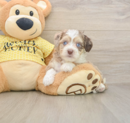 11 week old Aussiechon Puppy For Sale - Seaside Pups