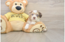 Aussiechon Puppy for Adoption