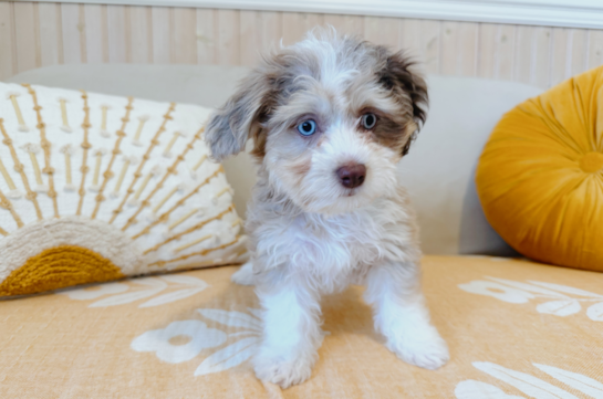Cute Aussiechon Designer Pup