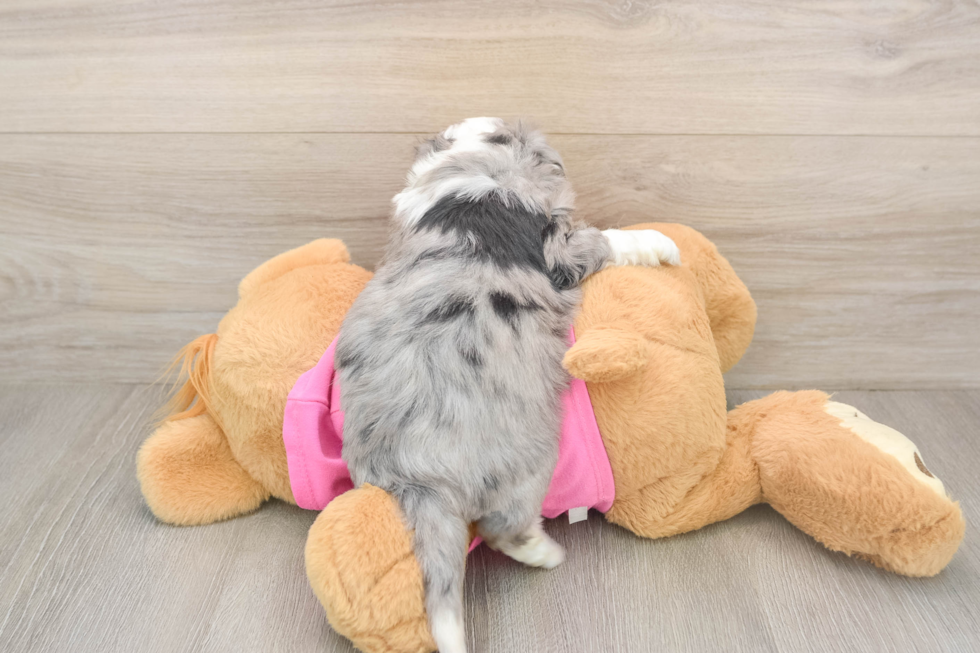 Aussiechon Pup Being Cute