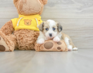 8 week old Aussiechon Puppy For Sale - Seaside Pups