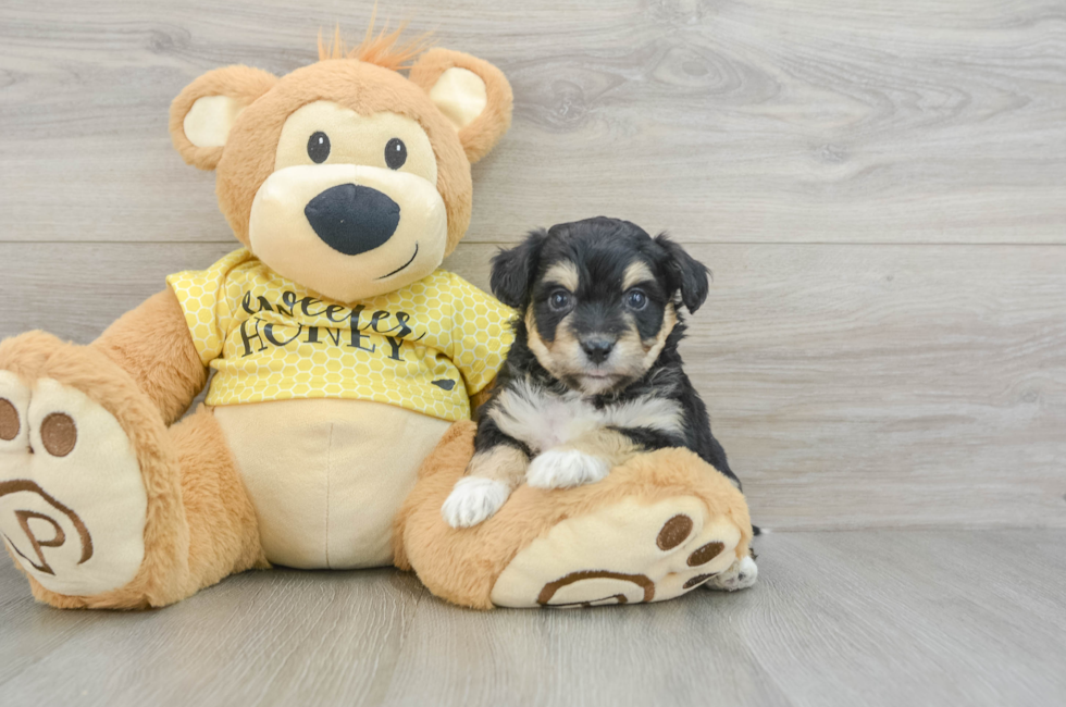 5 week old Aussiechon Puppy For Sale - Seaside Pups