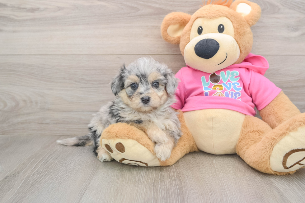 Hypoallergenic Aussie Bichon Designer Puppy