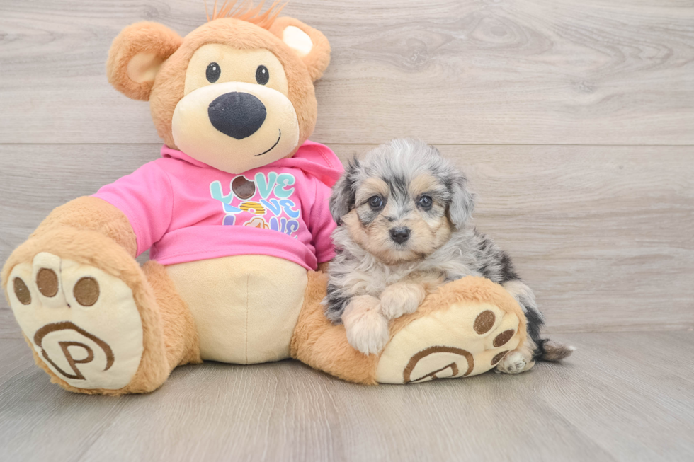 Aussiechon Pup Being Cute
