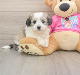 6 week old Aussiechon Puppy For Sale - Seaside Pups