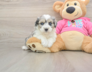 5 week old Aussiechon Puppy For Sale - Seaside Pups