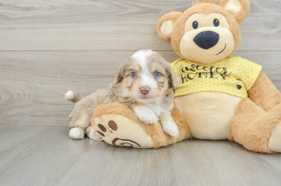 5 week old Aussiechon Puppy For Sale - Seaside Pups