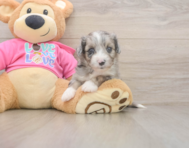 5 week old Aussiechon Puppy For Sale - Seaside Pups