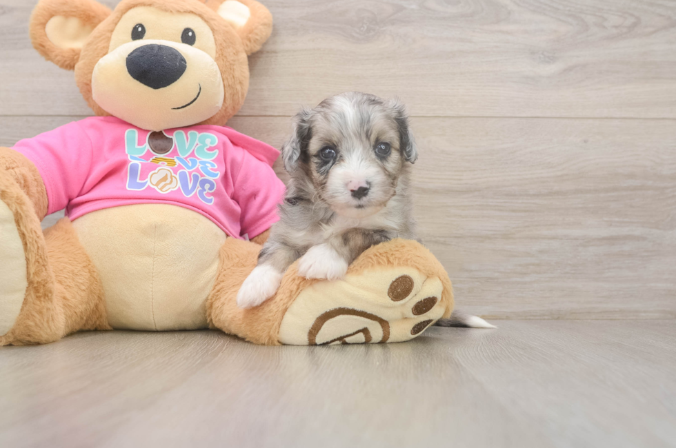 5 week old Aussiechon Puppy For Sale - Seaside Pups