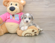 6 week old Aussiechon Puppy For Sale - Seaside Pups