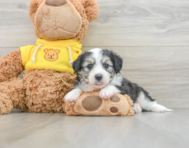 7 week old Aussiechon Puppy For Sale - Seaside Pups