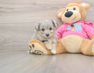 5 week old Aussiechon Puppy For Sale - Seaside Pups