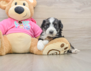 6 week old Aussiechon Puppy For Sale - Seaside Pups