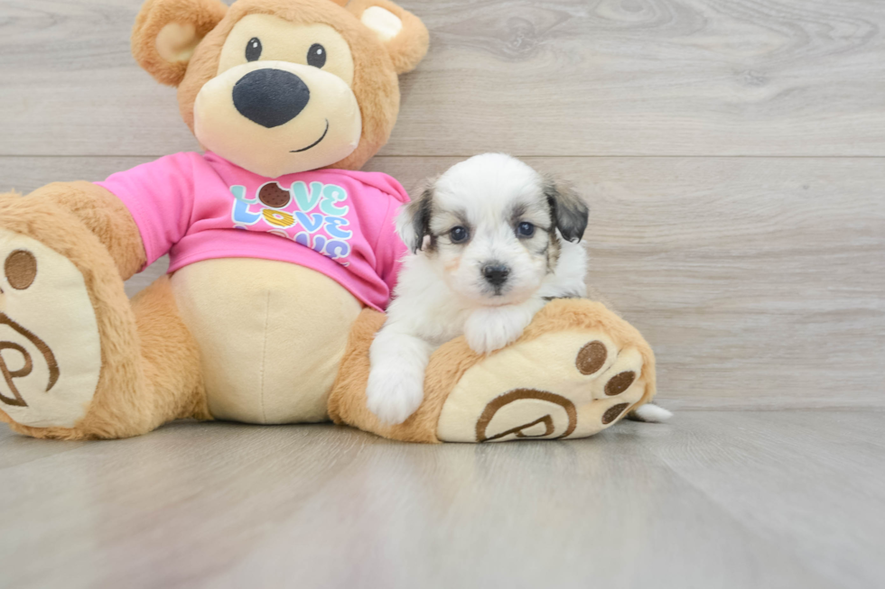 Fluffy Aussiechon Designer Pup