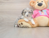 6 week old Aussiechon Puppy For Sale - Seaside Pups