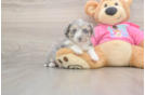 Small Aussiechon Baby