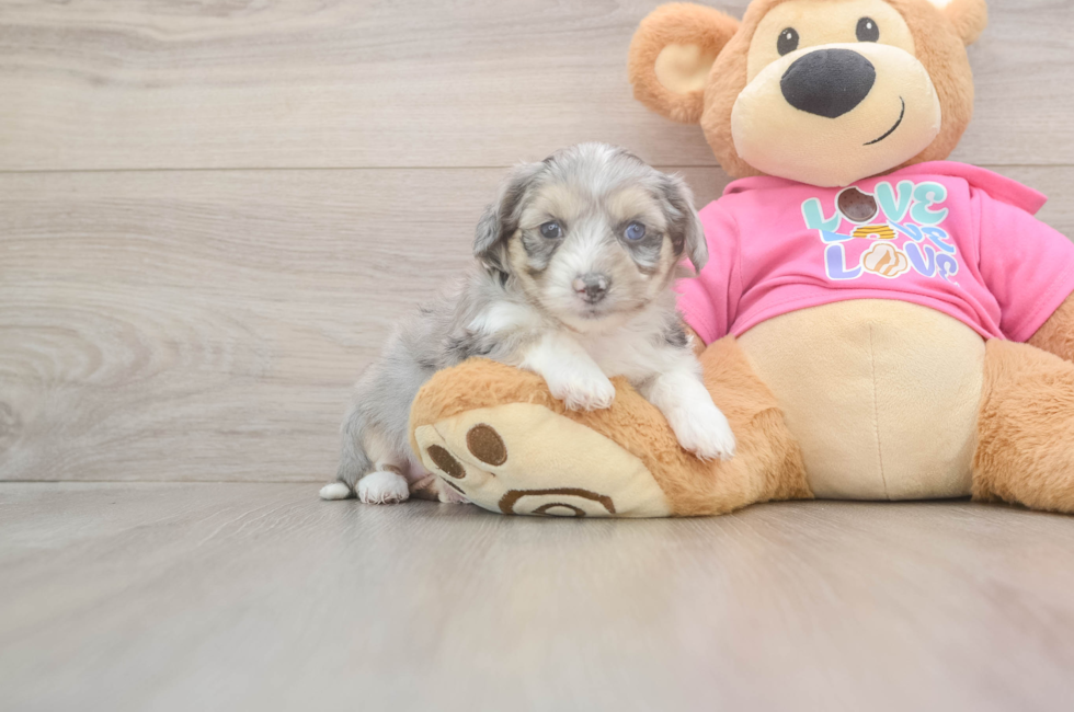 5 week old Aussiechon Puppy For Sale - Seaside Pups