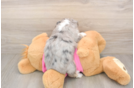 Best Aussiechon Baby