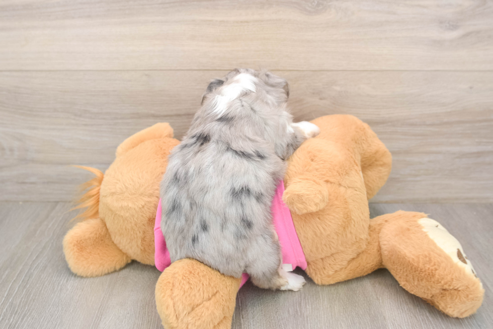 Best Aussiechon Baby