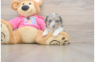 Aussiechon Pup Being Cute