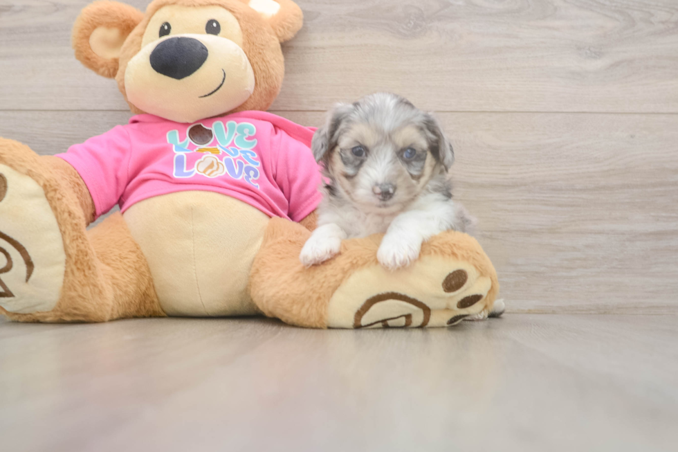 Aussiechon Pup Being Cute