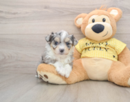 6 week old Aussiechon Puppy For Sale - Seaside Pups