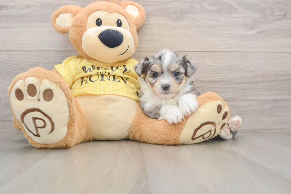 Sweet Aussiechon Baby