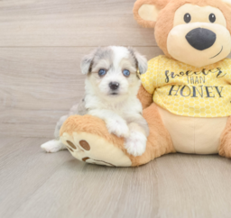 5 week old Aussiechon Puppy For Sale - Seaside Pups