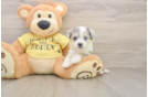 Aussiechon Puppy for Adoption