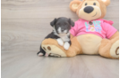 Energetic Aussie Bichon Designer Puppy