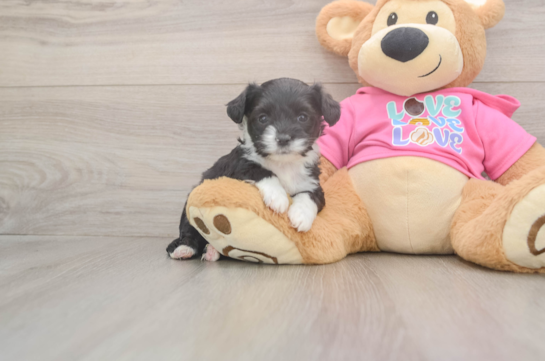 Energetic Aussie Bichon Designer Puppy