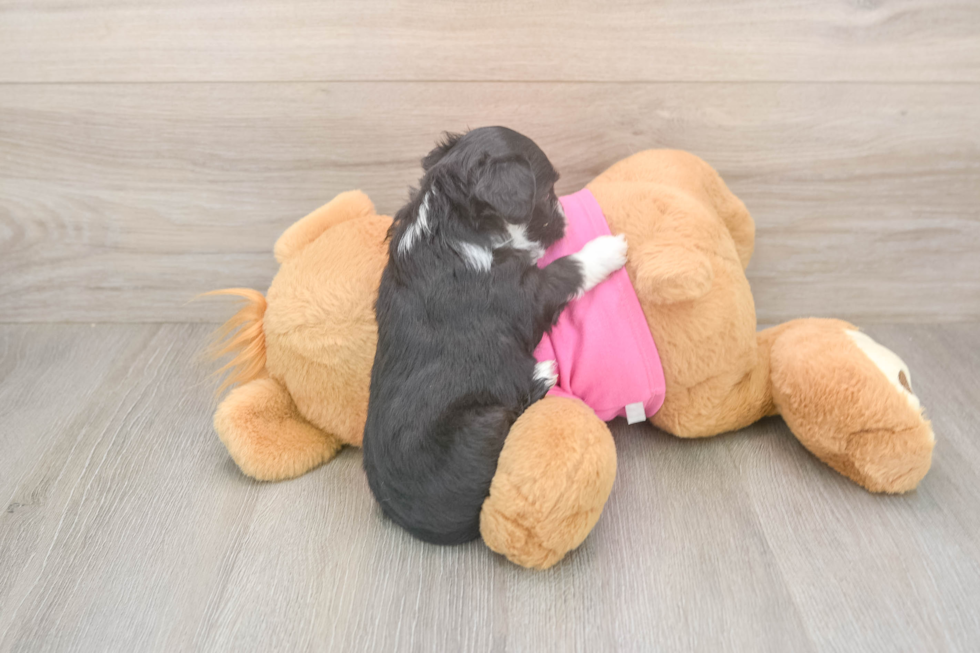 Best Aussiechon Baby