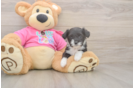 Fluffy Aussiechon Designer Pup