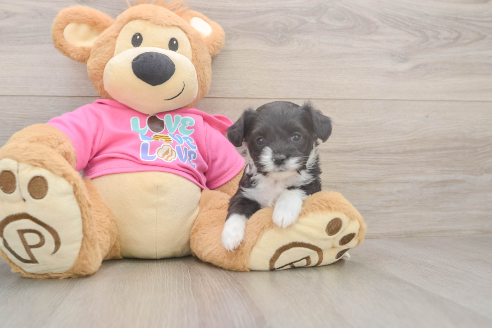 Fluffy Aussiechon Designer Pup