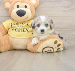 5 week old Aussiechon Puppy For Sale - Seaside Pups