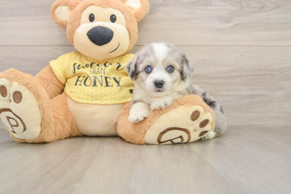 Hypoallergenic Aussie Bichon Designer Puppy
