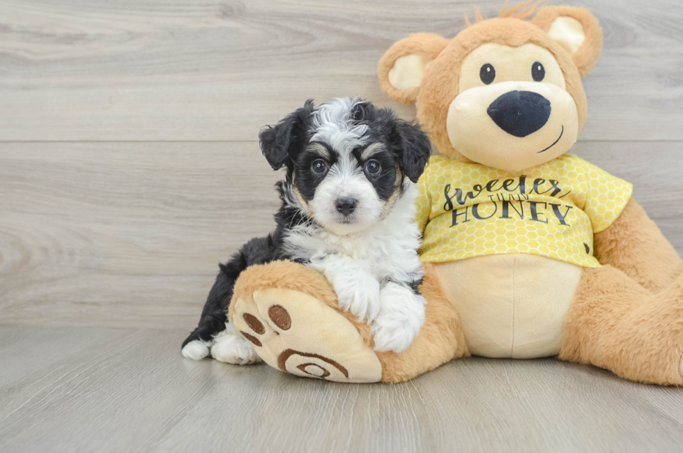 7 week old Aussiechon Puppy For Sale - Seaside Pups