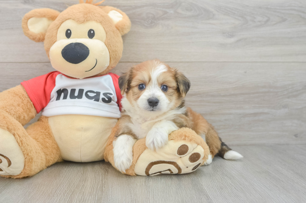 5 week old Aussiechon Puppy For Sale - Seaside Pups