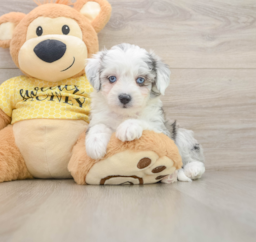 6 week old Aussiechon Puppy For Sale - Seaside Pups