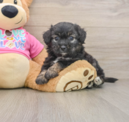 7 week old Aussiechon Puppy For Sale - Seaside Pups
