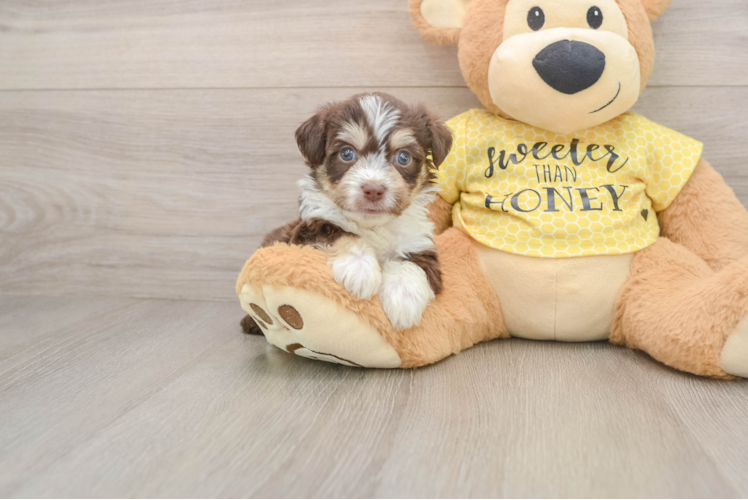Playful Aussie Bichon Designer Puppy