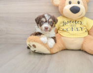 6 week old Aussiechon Puppy For Sale - Seaside Pups