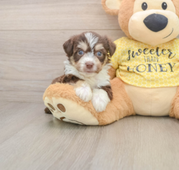 5 week old Aussiechon Puppy For Sale - Seaside Pups
