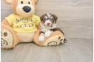 Aussiechon Puppy for Adoption